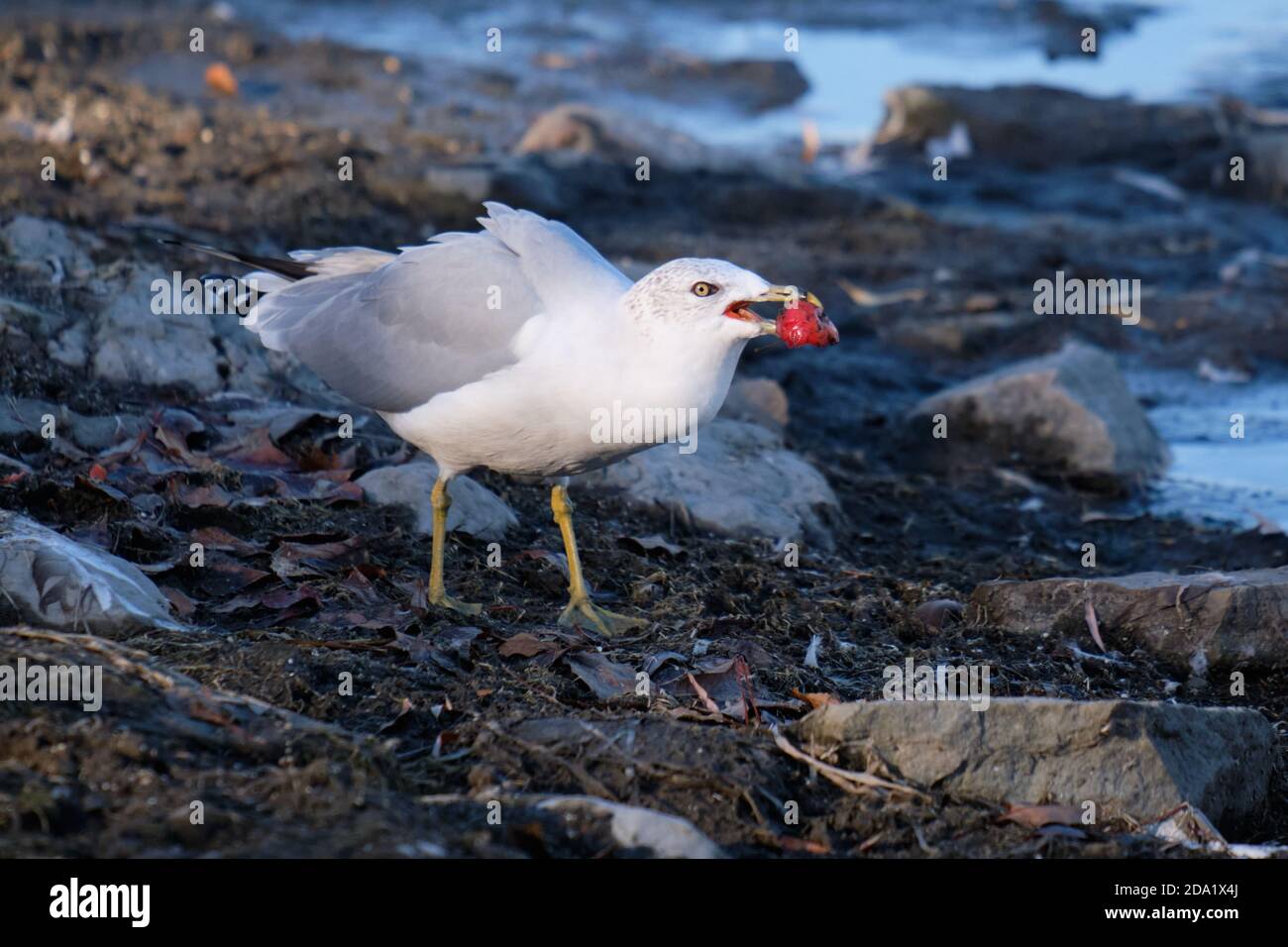 Gull, Larus delawarensis, a terra con frutti di granchio rosso nel suo becco Foto Stock