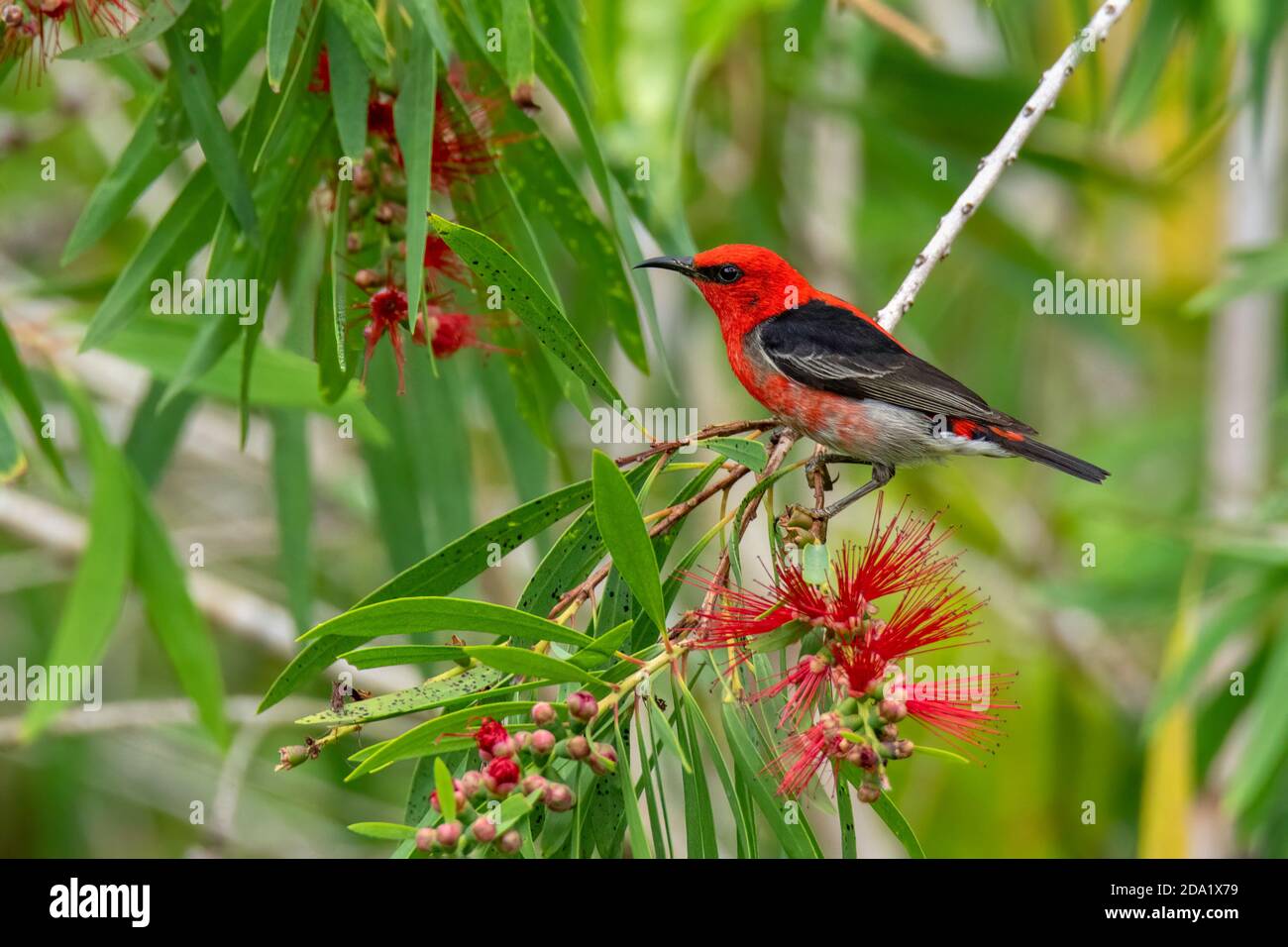 Shoulet Myzomela Myzomela sanguinolenta Jullaten, Queensland, Australia 1 novembre 2019 Maschio adulto Melifagidae Foto Stock
