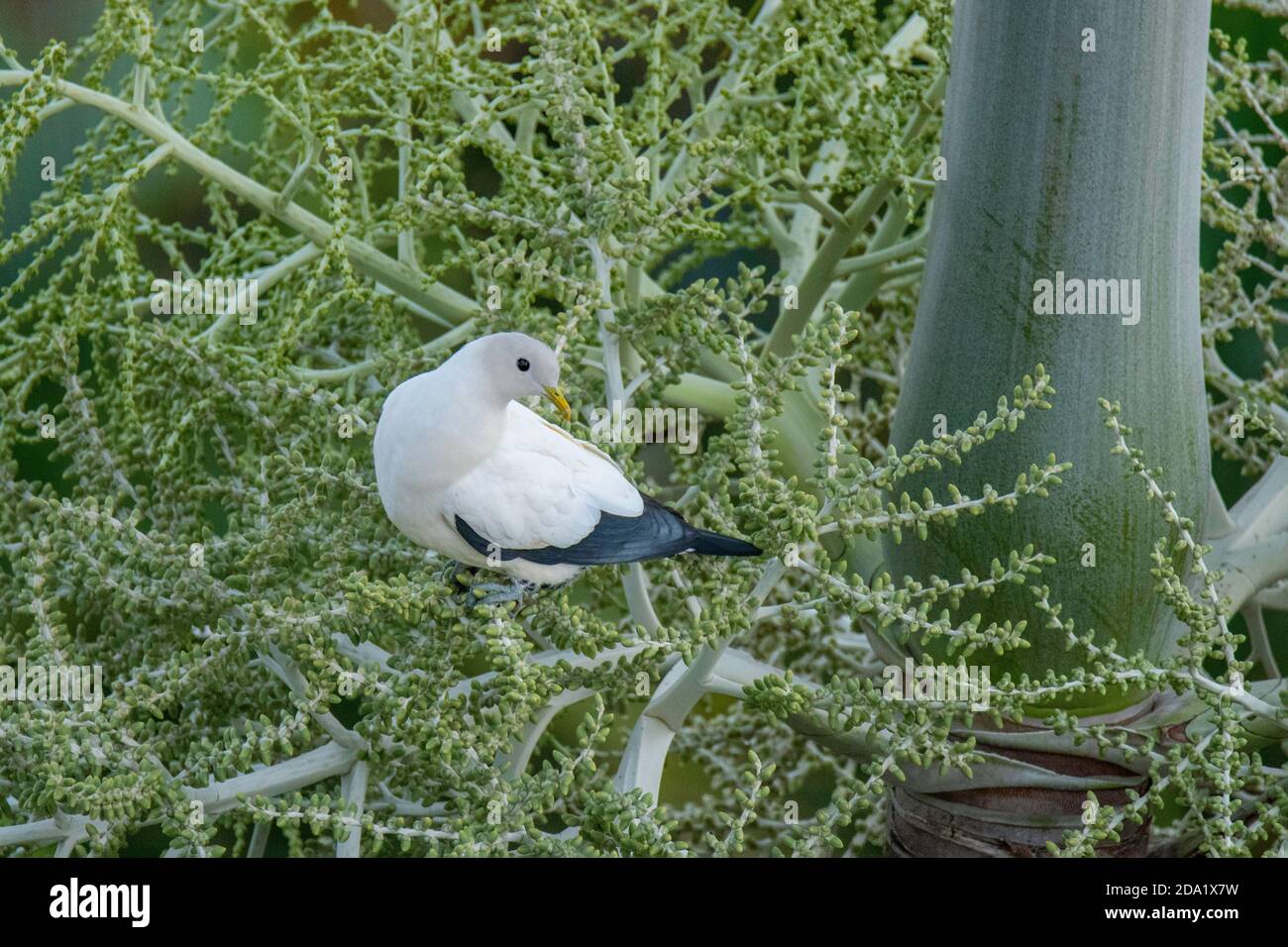 Torresian Imperial-Pigeon Ducula spilorrhea Cairns, Queensland, Australia 1 novembre 2019 Adulto Columbidae Foto Stock