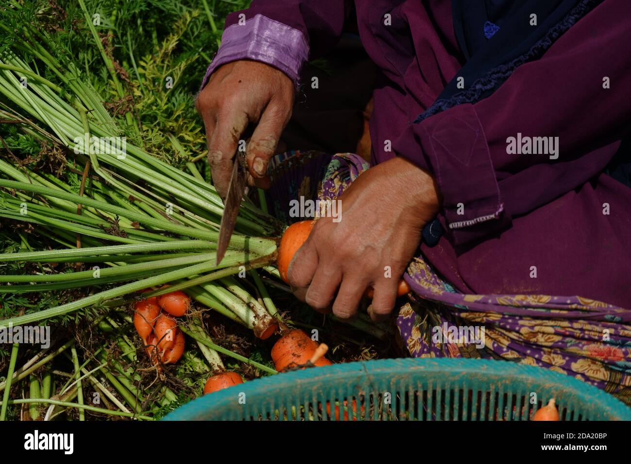 primo piano immagine di agricoltori raccolto carote nei campi, separare le carote dalle foglie e metterle in sacchi, raccogliere carote grandi e legare loro. Foto Stock