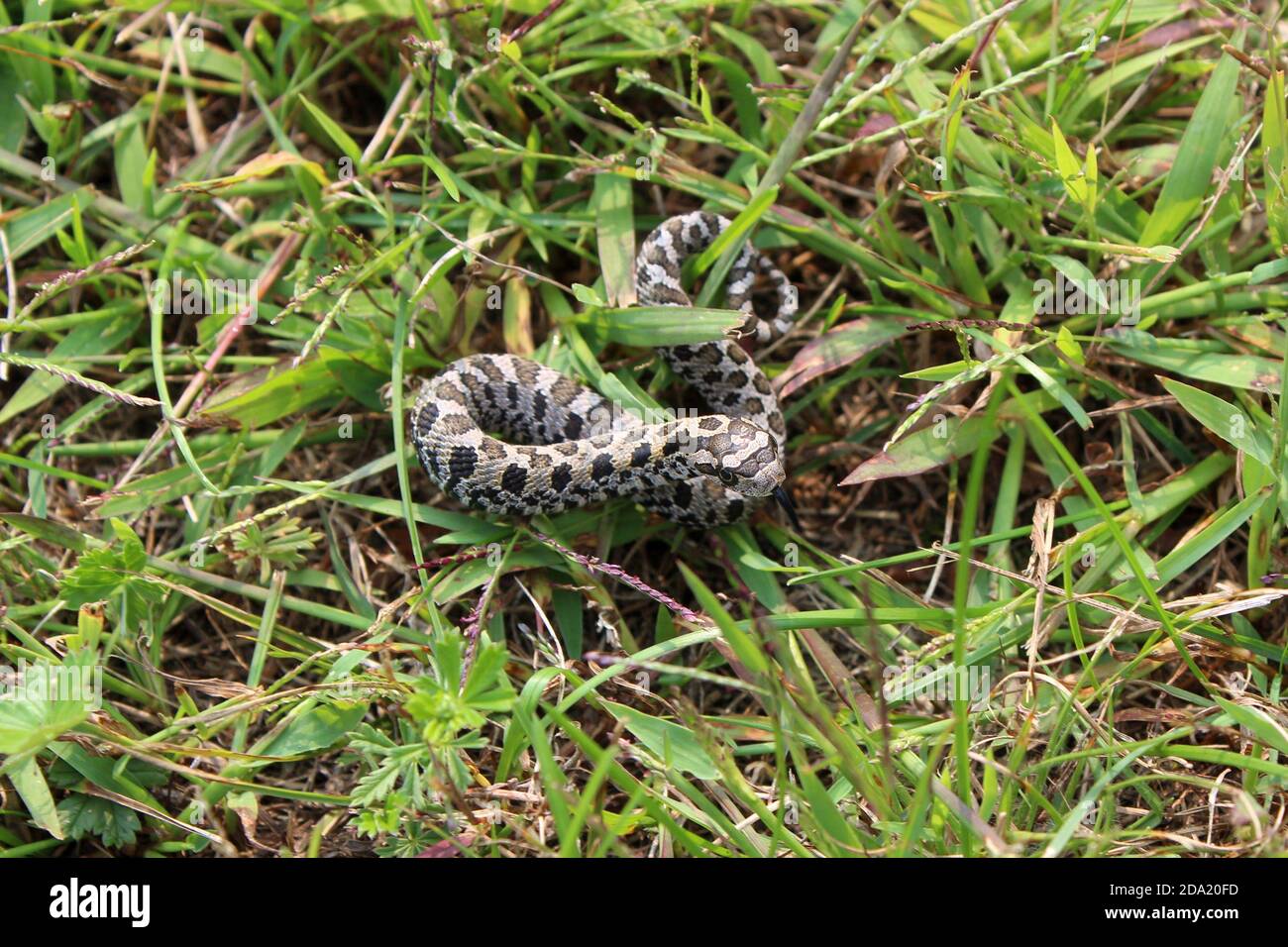 Un serpente di volpe orientale si avvolse nell'erba Foto Stock