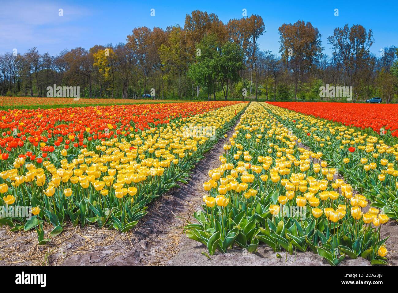 Meraviglioso scenario primaverile con giardini di fiori agricoli. Fioritura di colorati campi di tulipani gialli e rossi nei Paesi Bassi, in Europa Foto Stock
