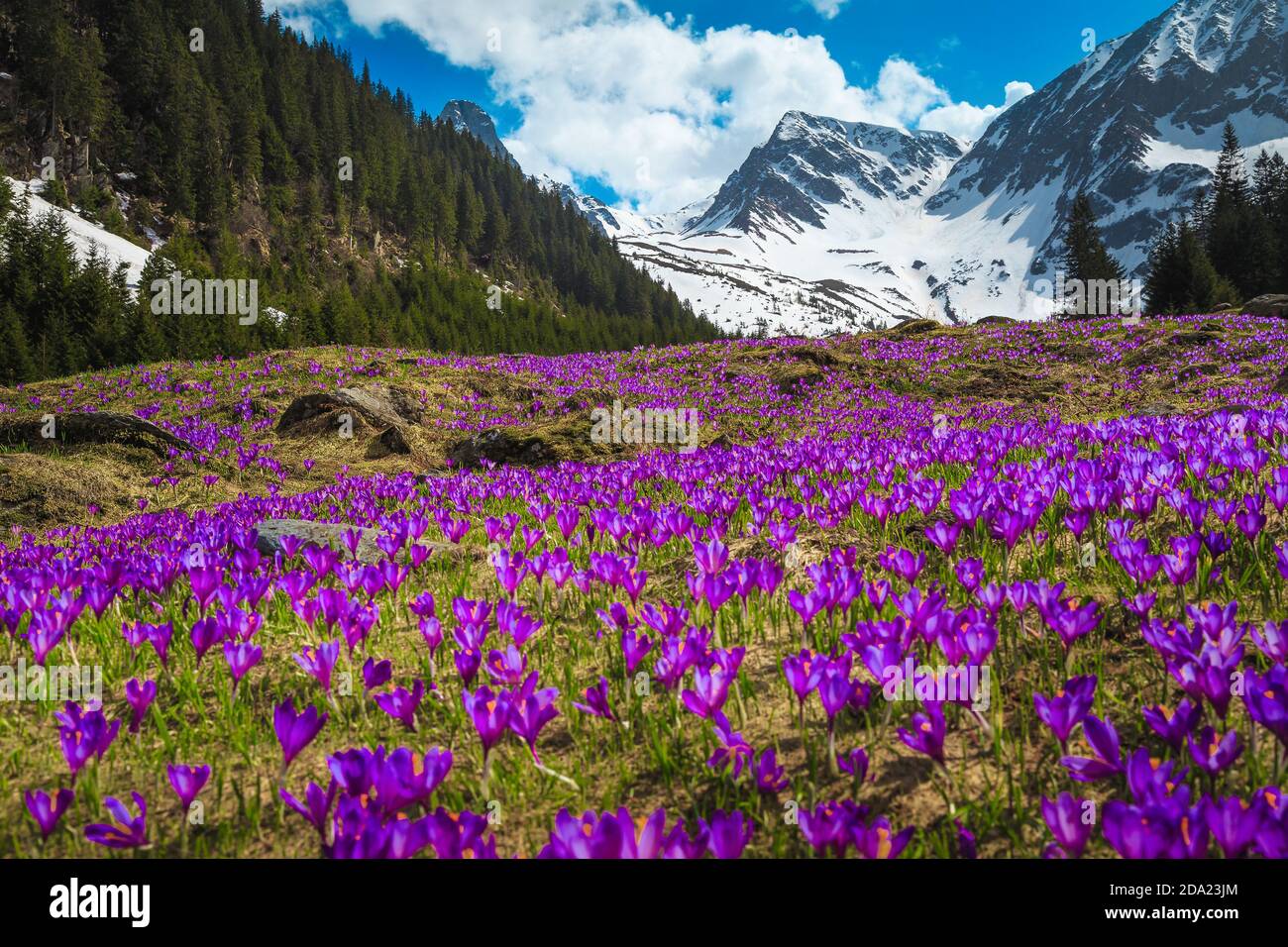Splendido paesaggio primaverile, maestosi pendii con freschi fiori di crocus viola colorati e alte montagne innevate sullo sfondo, Fagaras montagne, Carpa Foto Stock