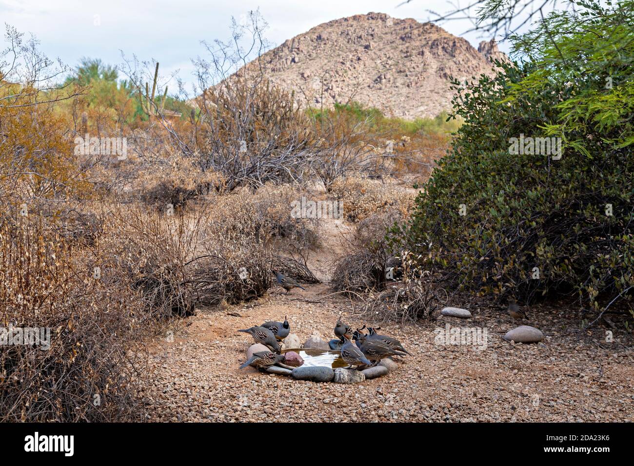 Conferenza Quail Foto Stock