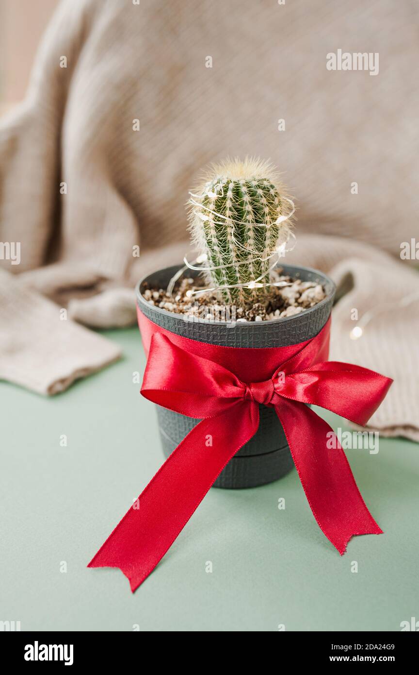 Piccolo cactus verde carino decorato con garland in vaso con nastro rosso satinato su sfondo di plaid beige lavorato a maglia. Albero di Natale alternativo, verticale Foto Stock