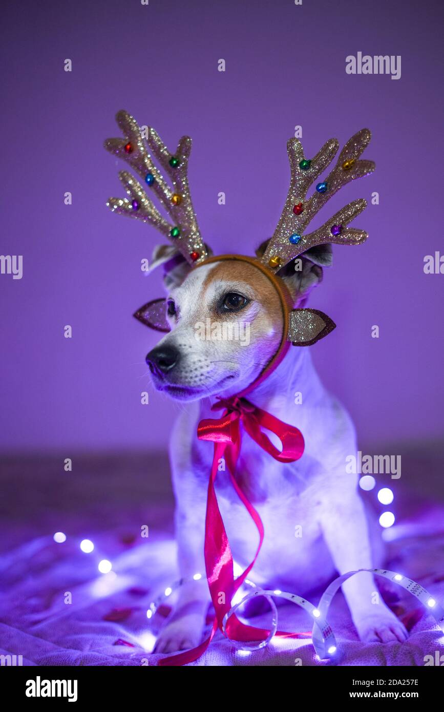 Divertente cane in costume da cervo con corna, ghirlanda frizzante, mascherata Foto Stock