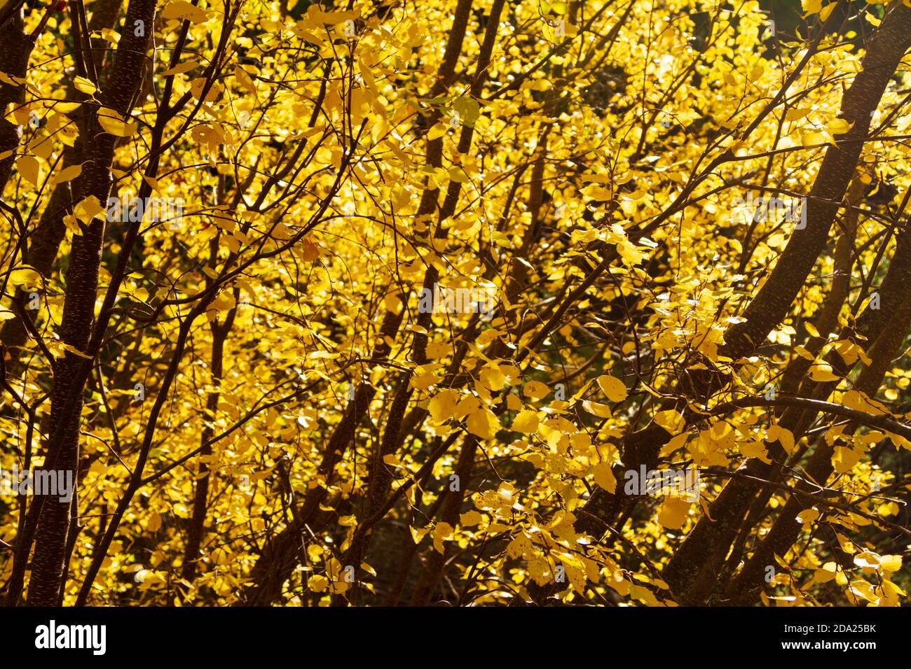 Tutta la cornice delle foglie cambia colore in autunno. Foglie gialle. Montana, Stati Uniti. Foto Stock