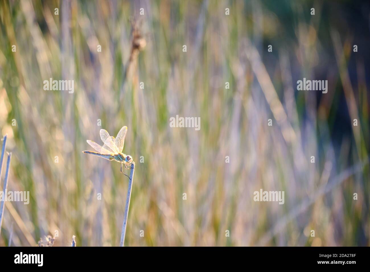 Dragonfly seduto su una lama di erba su sfondo floreale Foto Stock