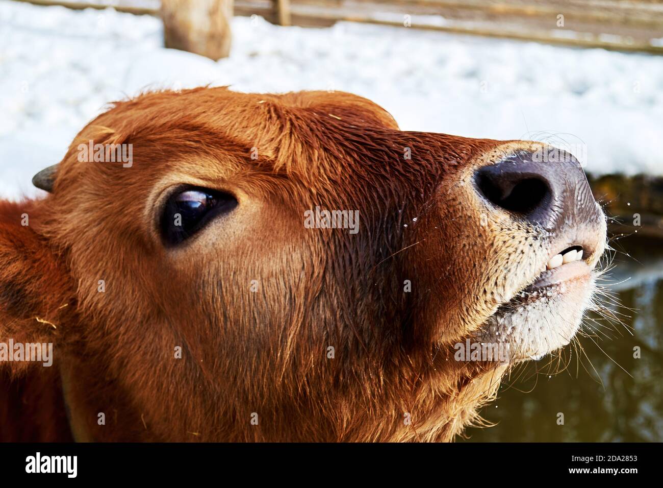 Giovane testa di vitello marrone sorridente con denti e naso grande. Bovini e mammiferi domestici Foto Stock