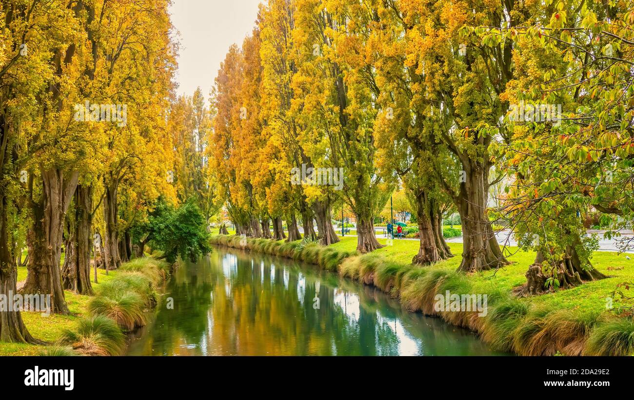 Il fiume Avon nel centro di Christchurch, sull'Isola del Sud della Nuova Zelanda, con vibrante fogliame autunnale su file di alberi di pioppo che fiancheggiano il fiume. Foto Stock