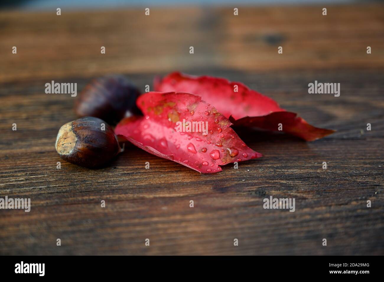 Decorazioni autunnali, foglie rosse e castagne su tavola di legno Foto Stock