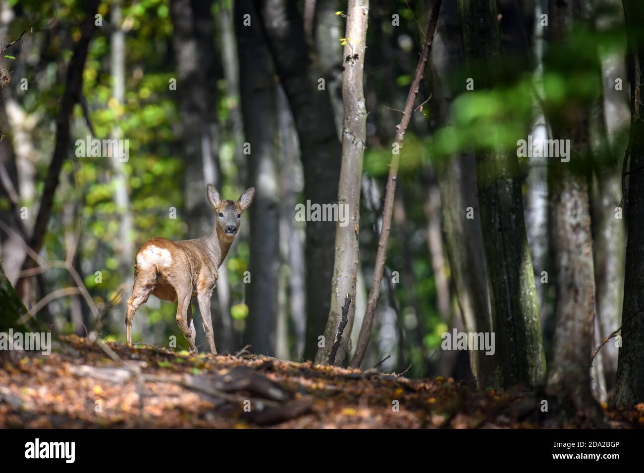 Vicino giovane e maestoso cervo rosso in autunno. Carino mammifero selvaggio in ambiente naturale. Scena della fauna selvatica dalla natura Foto Stock