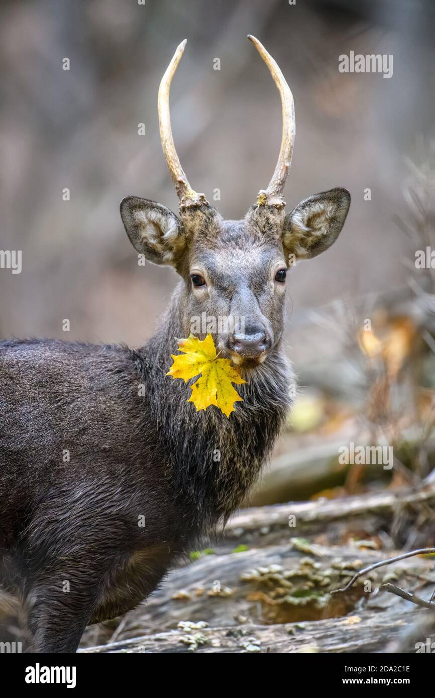 Ritratto di maestoso cervo in autunno con foglia gialla. Scena della fauna selvatica dalla natura Foto Stock