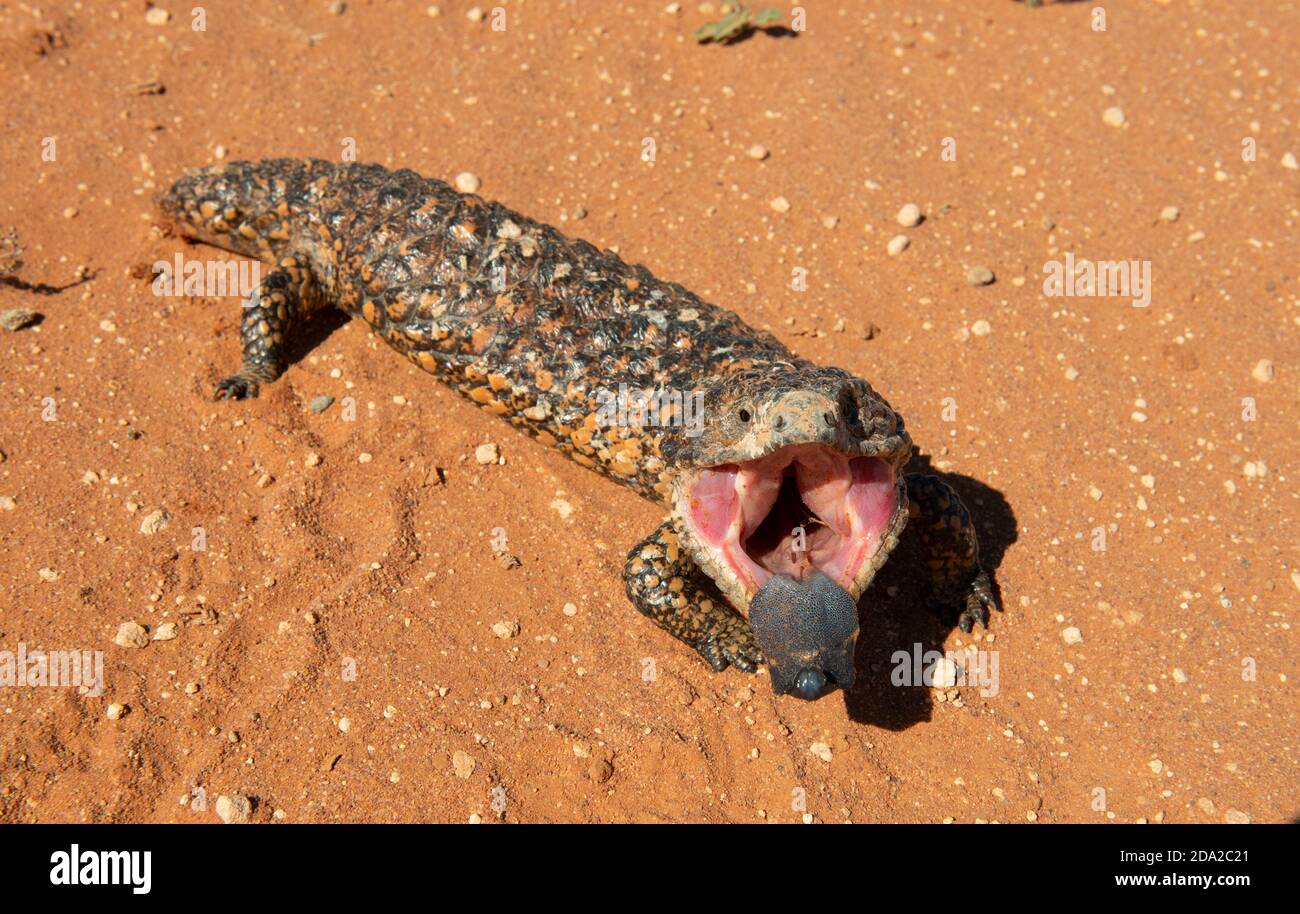 Svergognare la lucertola nell'Outback, Australia. Foto Stock
