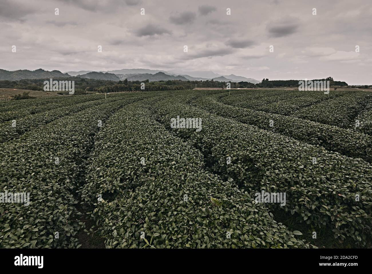 Splendida vista panoramica della piantagione di tè Choui fong. Foto Stock