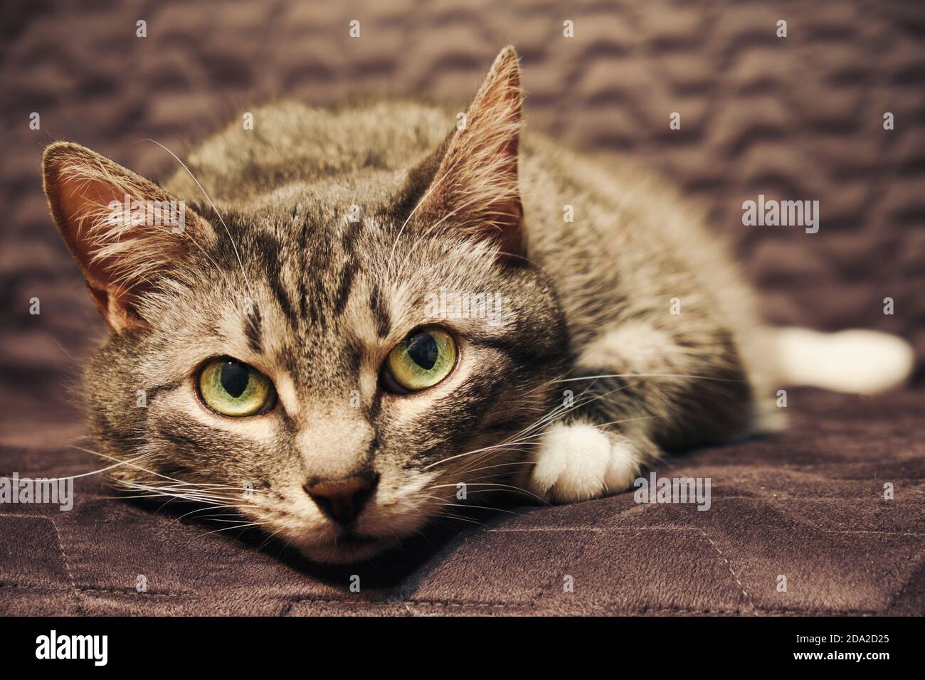 Dolorosa aceratezza grigia intorno ad un animale domestico da solo. Anelito  e solitudine nello sguardo di un gatto domestico malato Foto stock - Alamy