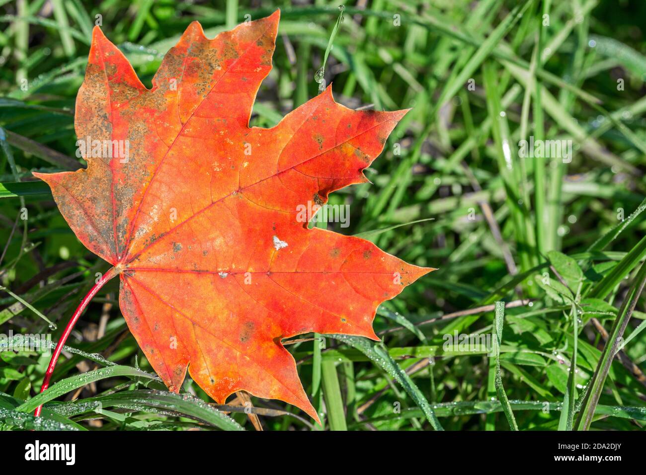 Closeup macro shot di bella foglia di acero rosso su un prato verde in autunno Foto Stock