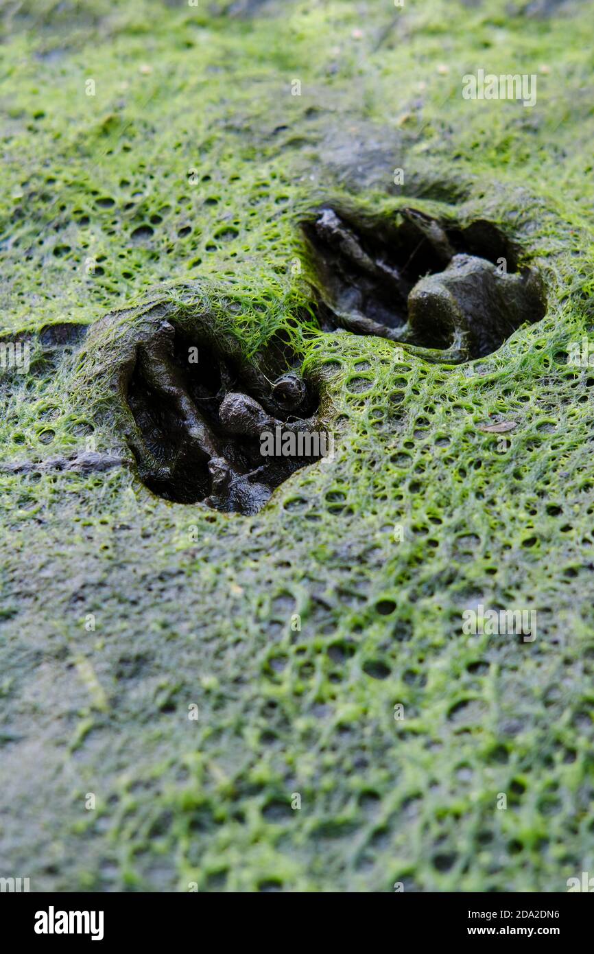 Tracce di due zampe animali sul terreno Foto Stock