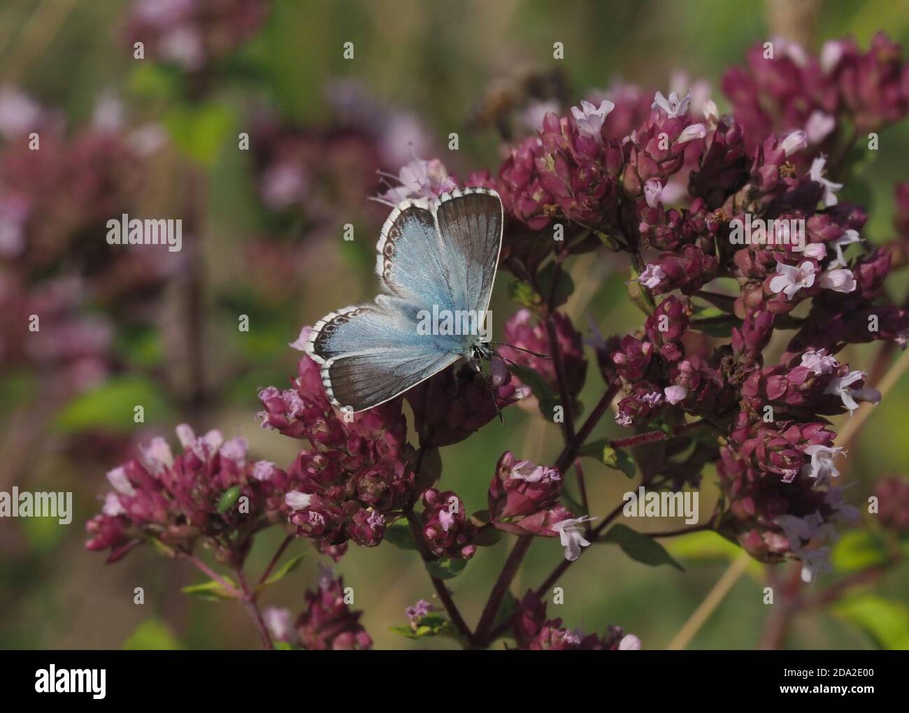 Farfalla blu Chalkhill Foto Stock