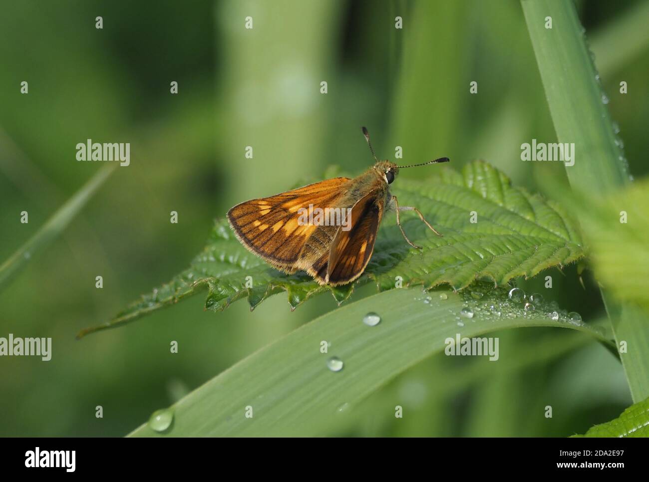 Grande Skipper Foto Stock