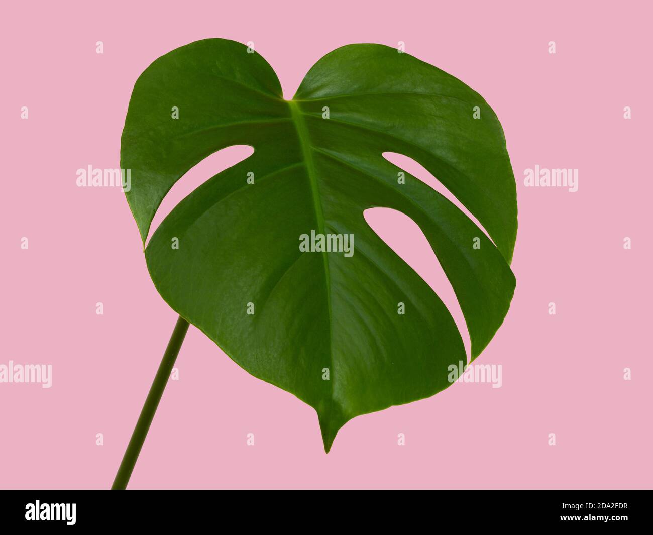 Singola foglia di monstera deliziosa isolata su sfondo rosa Foto Stock