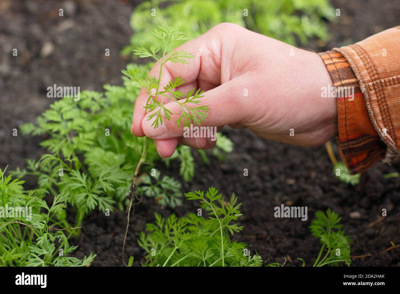 Assottigliare le piantine di carote in un lotto di verdure del Regno Unito. Foto Stock