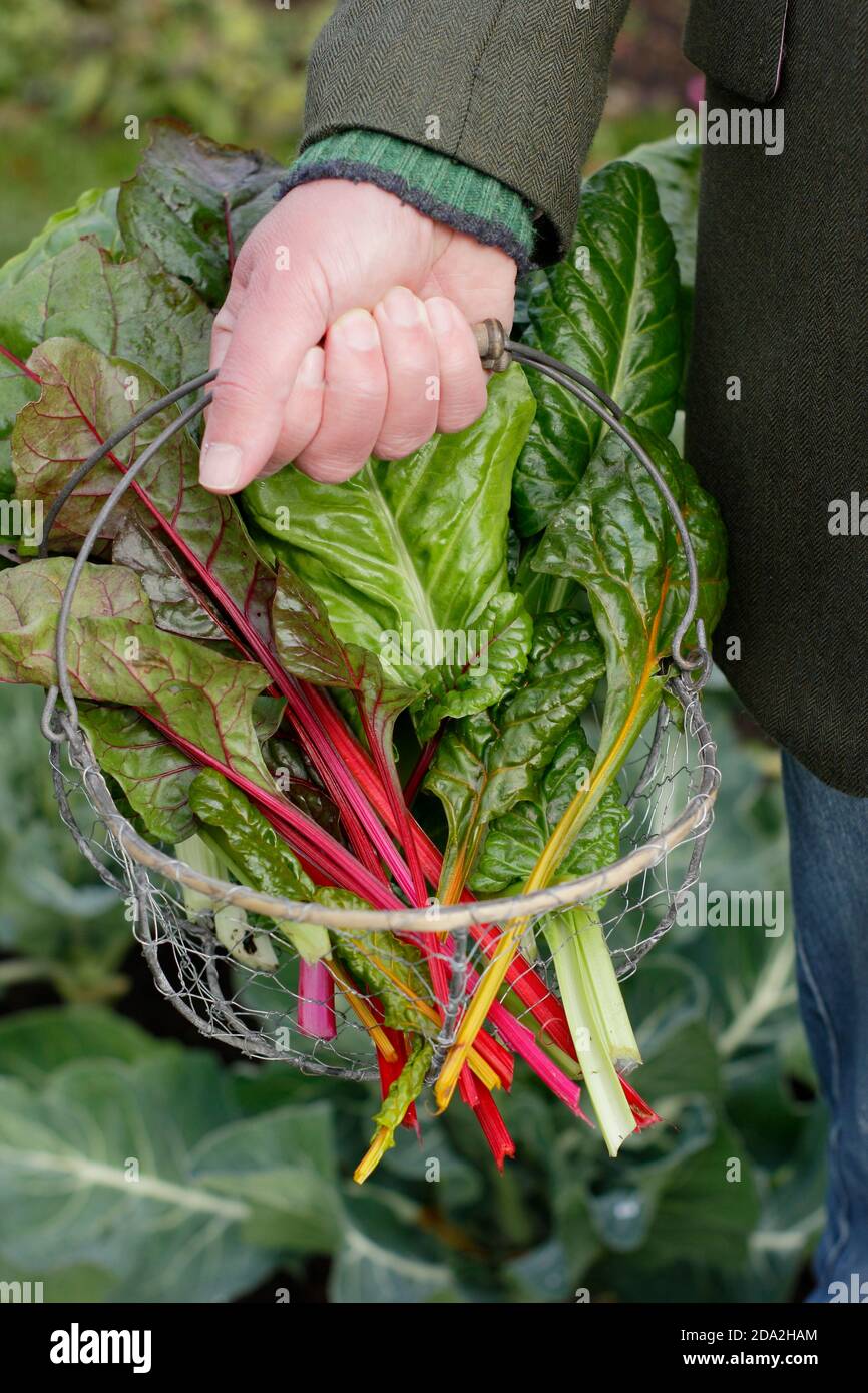 Beta vulgaris "luci brillanti". Bietole svizzere appena selezionate "luci brillanti" che mostrano i tipici steli dell'arcobaleno. REGNO UNITO Foto Stock