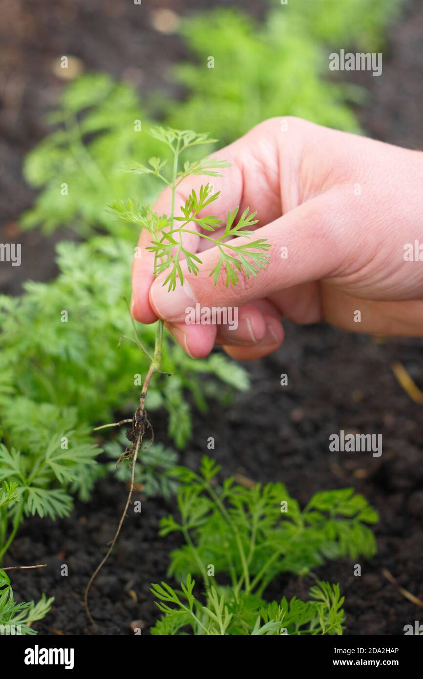 Assottigliare le piantine di carote in un lotto di verdure del Regno Unito. Foto Stock
