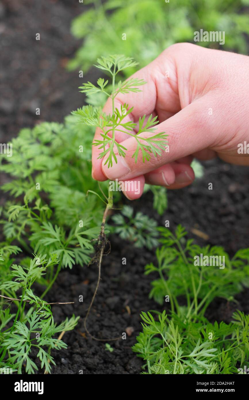 Assottigliare le piantine di carote in un lotto di verdure del Regno Unito. Foto Stock