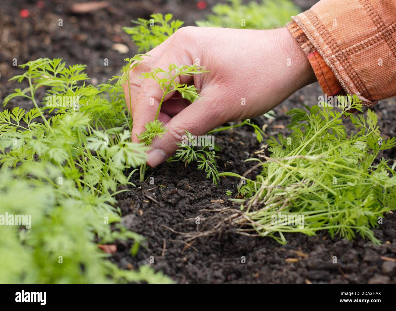 Assottigliare le piantine di carote in un lotto di verdure del Regno Unito. Foto Stock