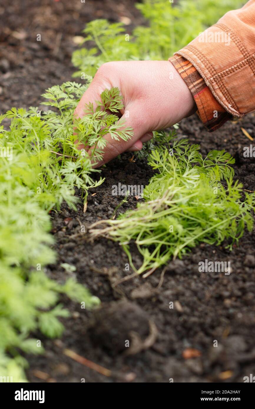 Assottigliare le piantine di carote in un lotto di verdure del Regno Unito. Foto Stock
