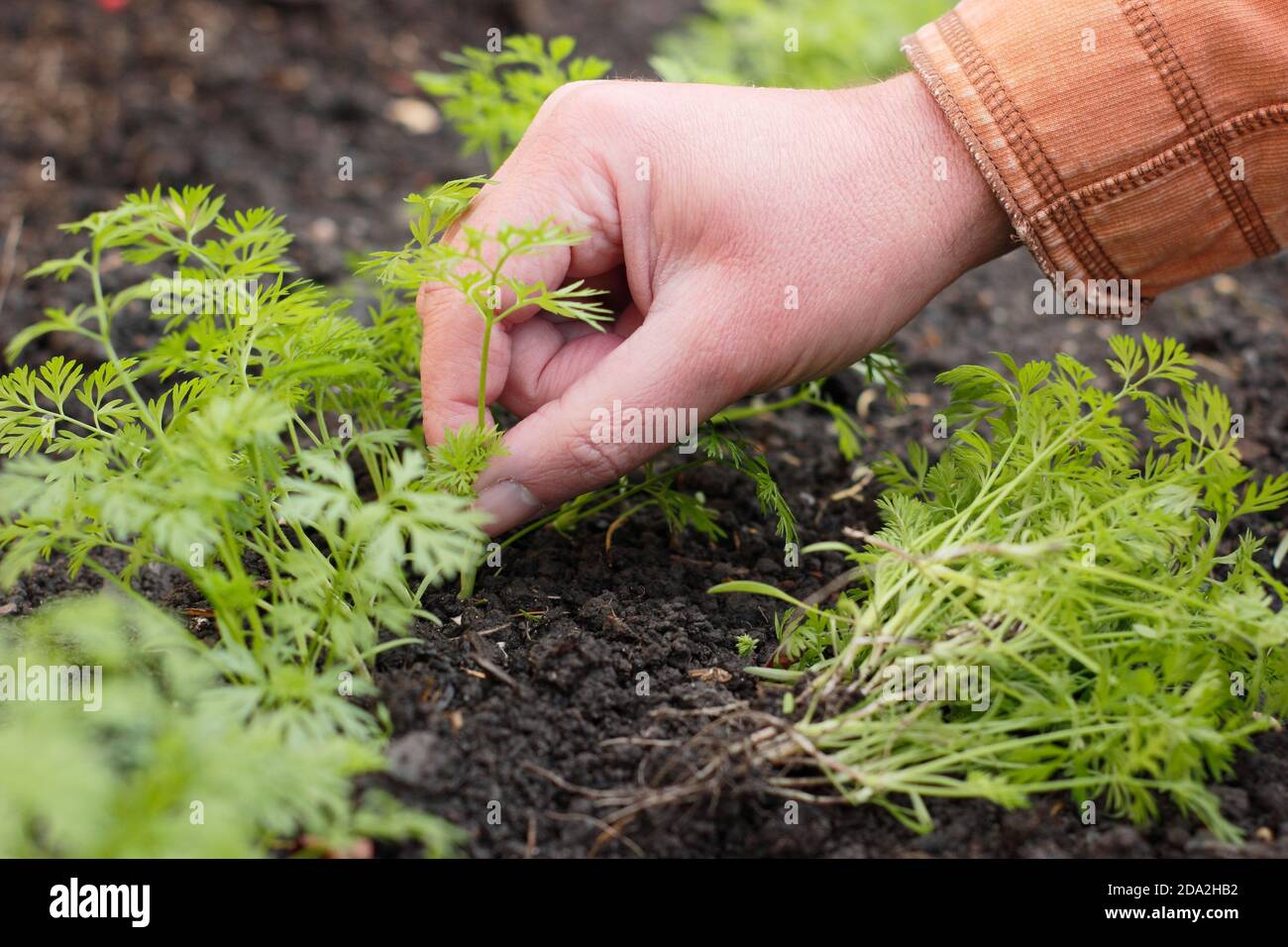 Assottigliare le piantine di carote in un lotto di verdure del Regno Unito. Foto Stock
