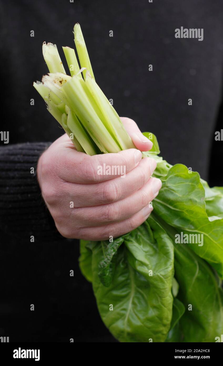 Beta vulgaris 'Lucullus'. Bietole svizzere 'Lucullus' appena selezionate con caratteristici steli bianchi. REGNO UNITO Foto Stock