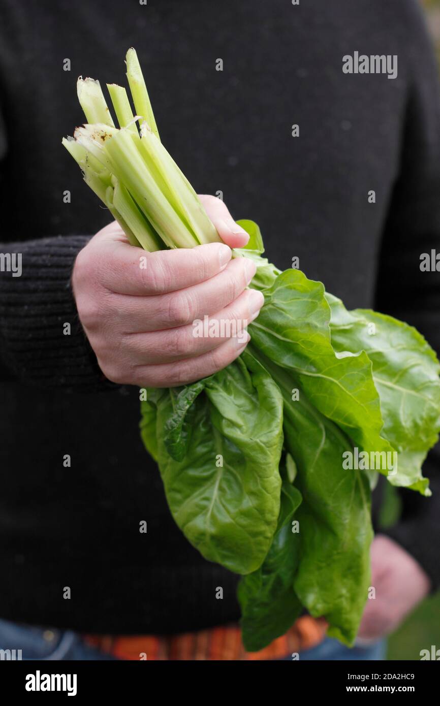 Beta vulgaris 'Lucullus'. Bietole svizzere 'Lucullus' appena selezionate con caratteristici steli bianchi. REGNO UNITO Foto Stock