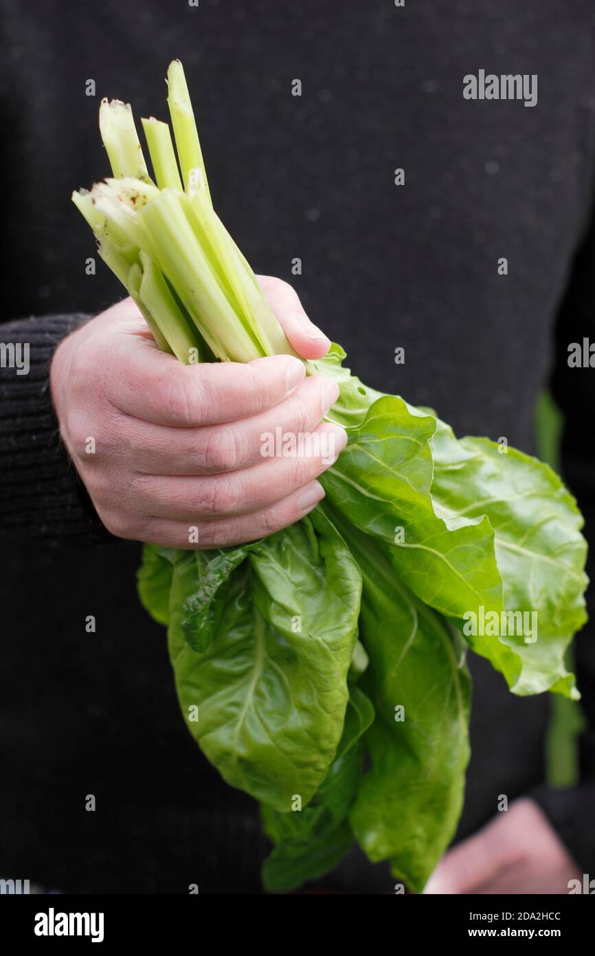 Beta vulgaris 'Lucullus'. Bietole svizzere 'Lucullus' appena selezionate con caratteristici steli bianchi. REGNO UNITO Foto Stock