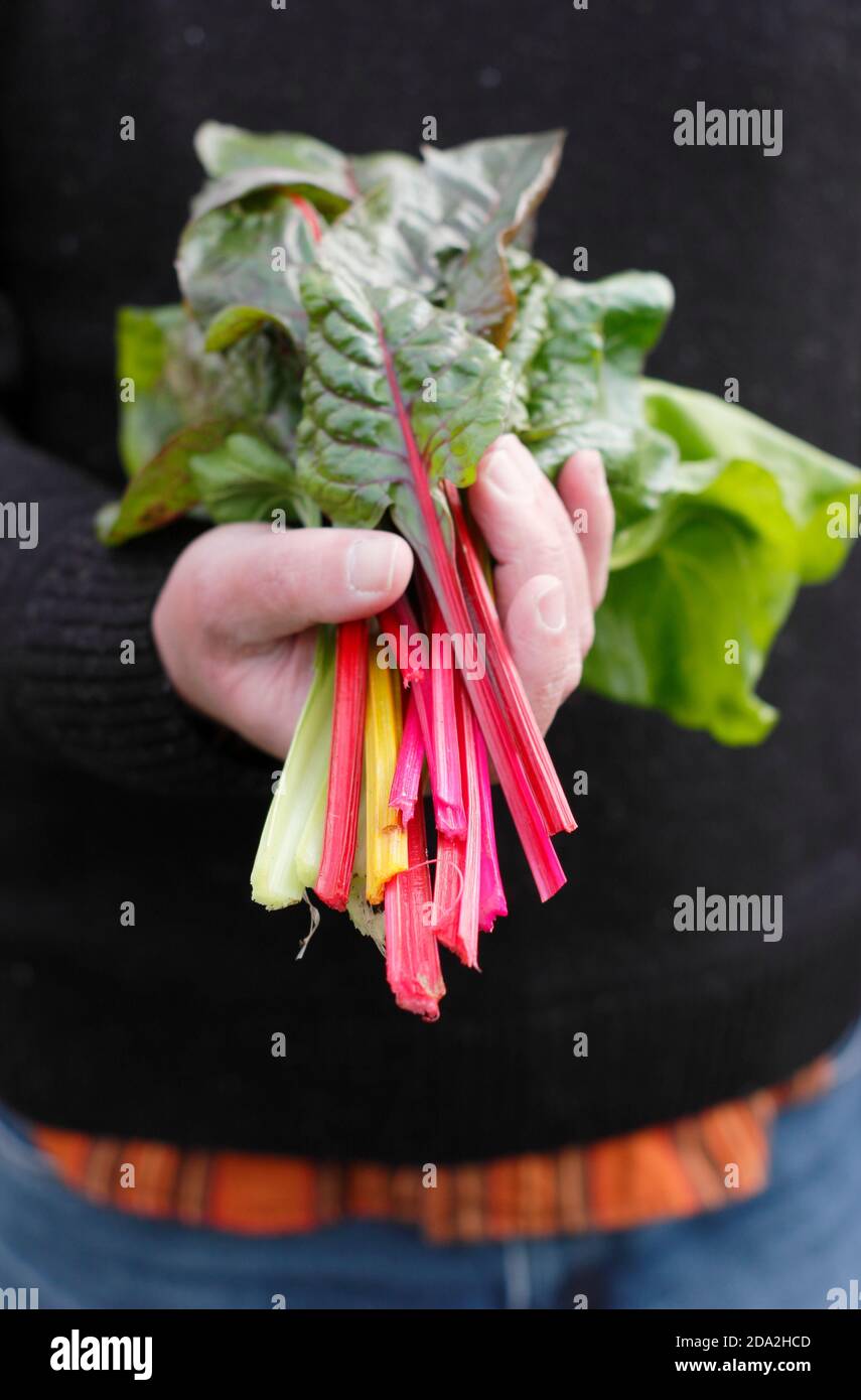 Beta vulgaris "luci brillanti". Bietole svizzere appena selezionate "luci brillanti" che mostrano i tipici steli dell'arcobaleno. REGNO UNITO Foto Stock