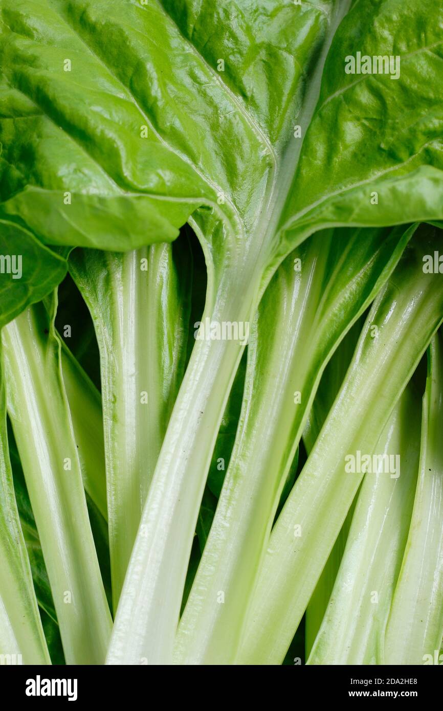 Beta vulgaris Lucullo. Gambi bianchi di bietole svizzere "Lucullus". REGNO UNITO Foto Stock