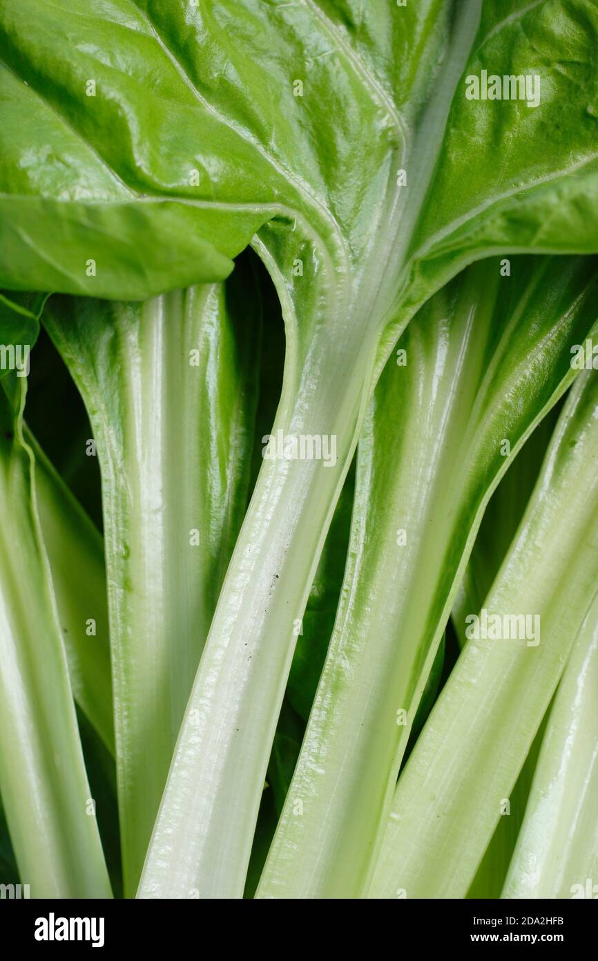 Beta vulgaris Lucullo. Gambi bianchi di bietole svizzere "Lucullus". REGNO UNITO Foto Stock
