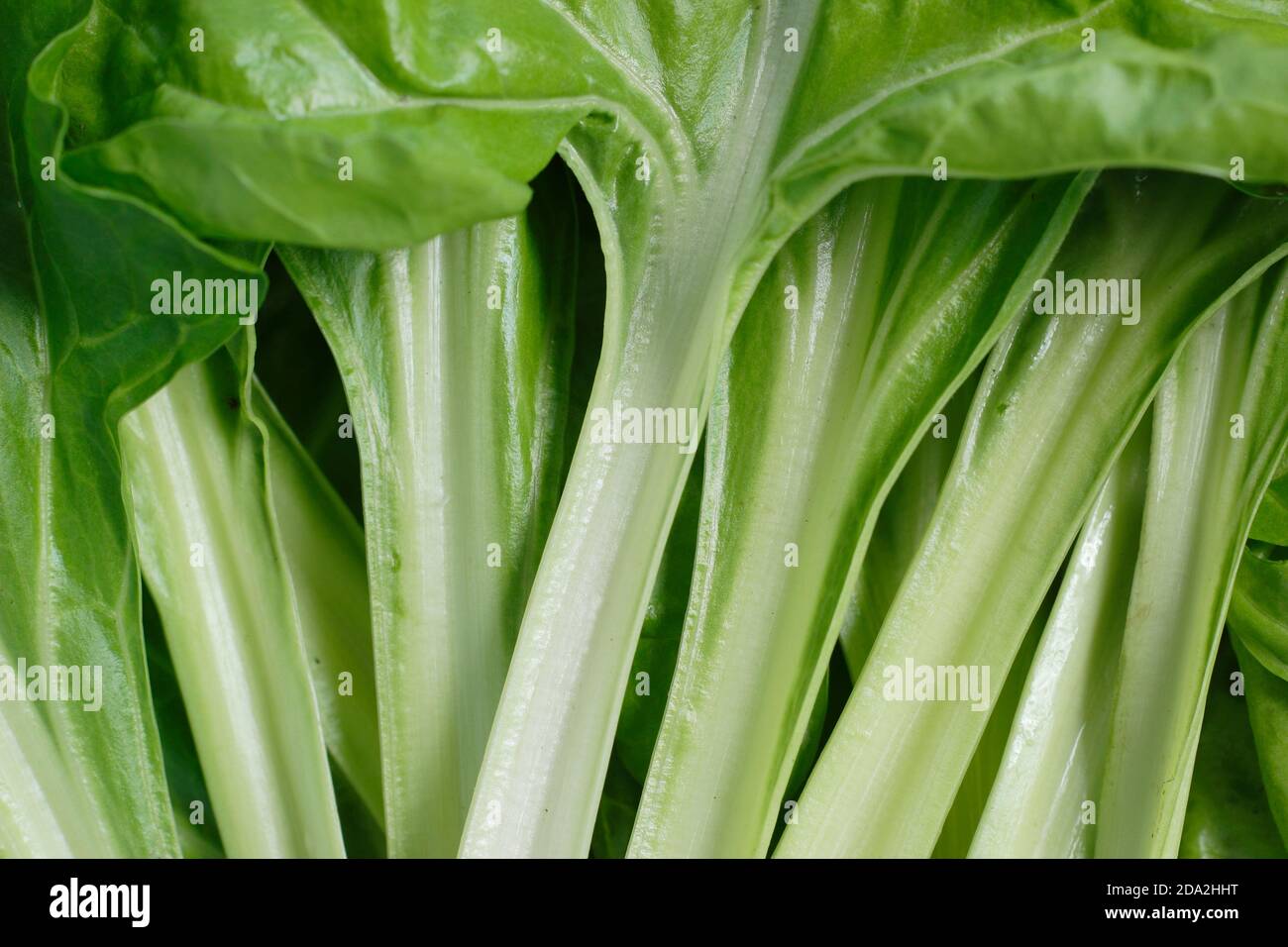 Beta vulgaris Lucullo. Gambi bianchi di bietole svizzere "Lucullus". REGNO UNITO Foto Stock