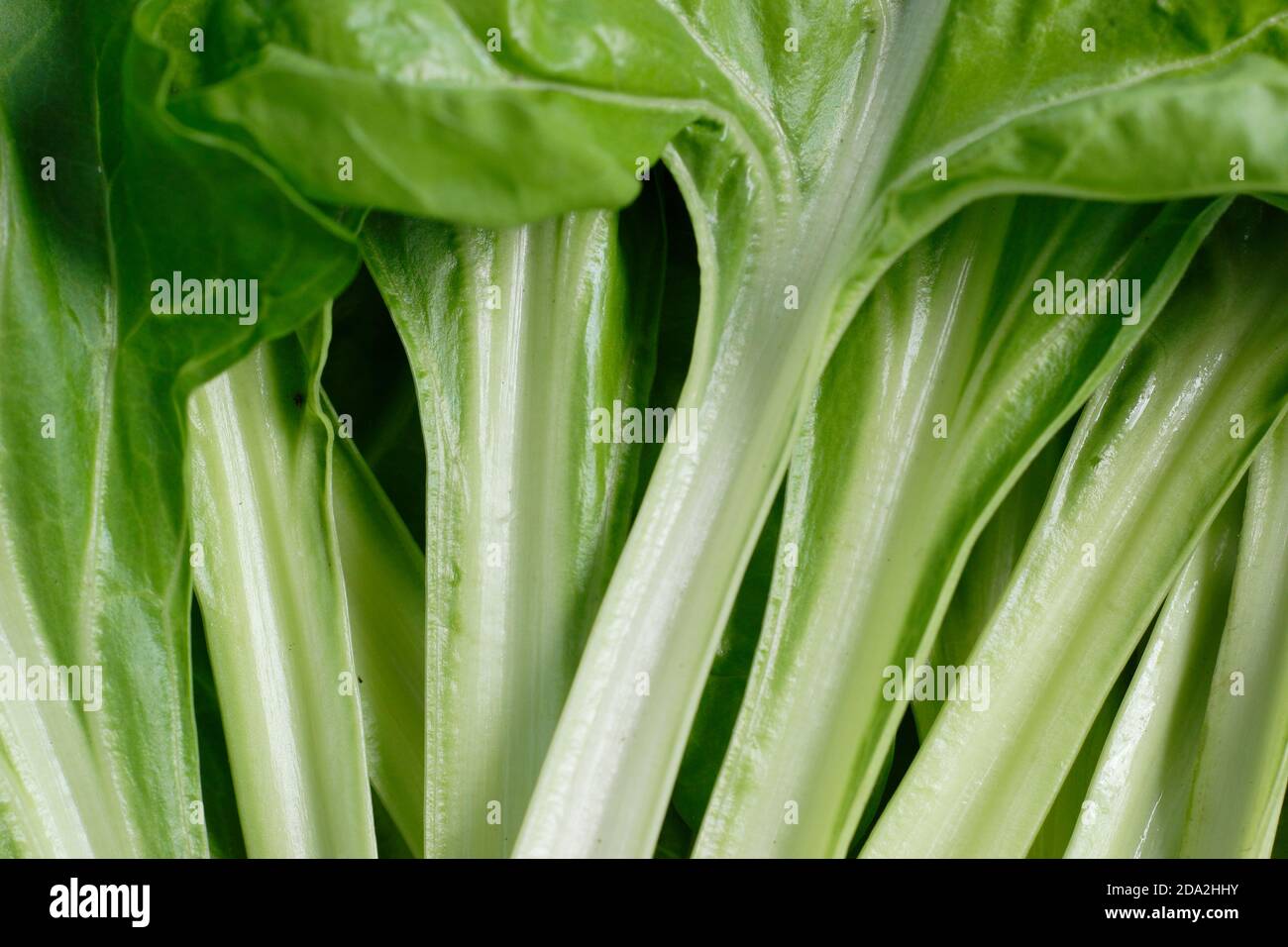 Beta vulgaris Lucullo. Gambi bianchi di bietole svizzere "Lucullus". REGNO UNITO Foto Stock