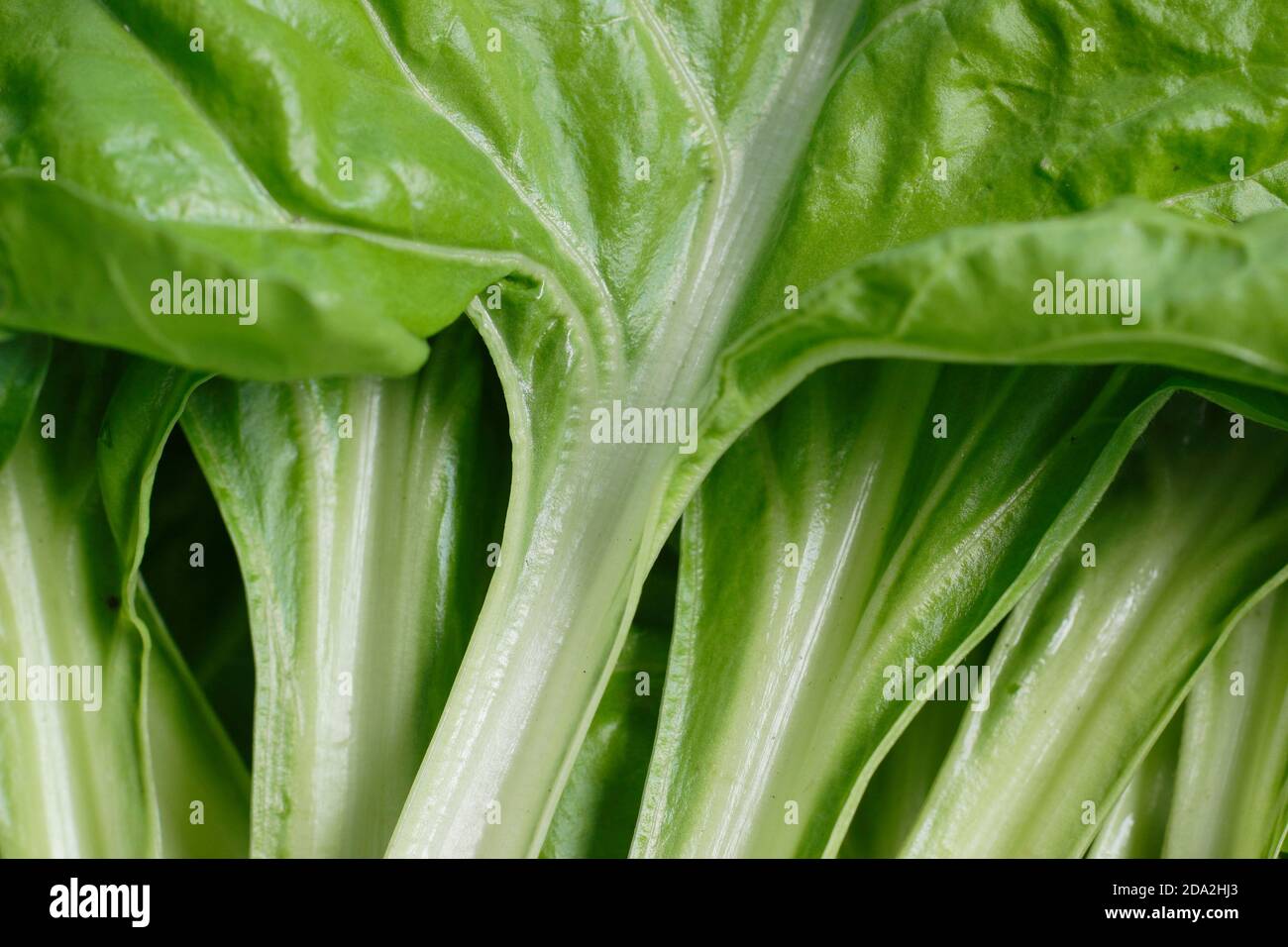 Beta vulgaris Lucullo. Gambi bianchi di bietole svizzere "Lucullus". REGNO UNITO Foto Stock