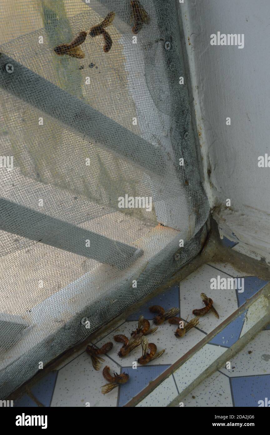 le api giù Foto Stock