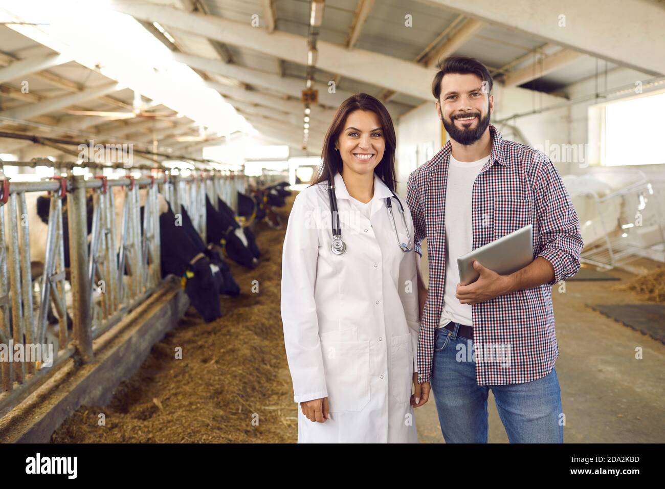 Buon veterinario di bestiame e agricoltore con tavoletta in piedi nel fienile su caseificio con mucche in background Foto Stock