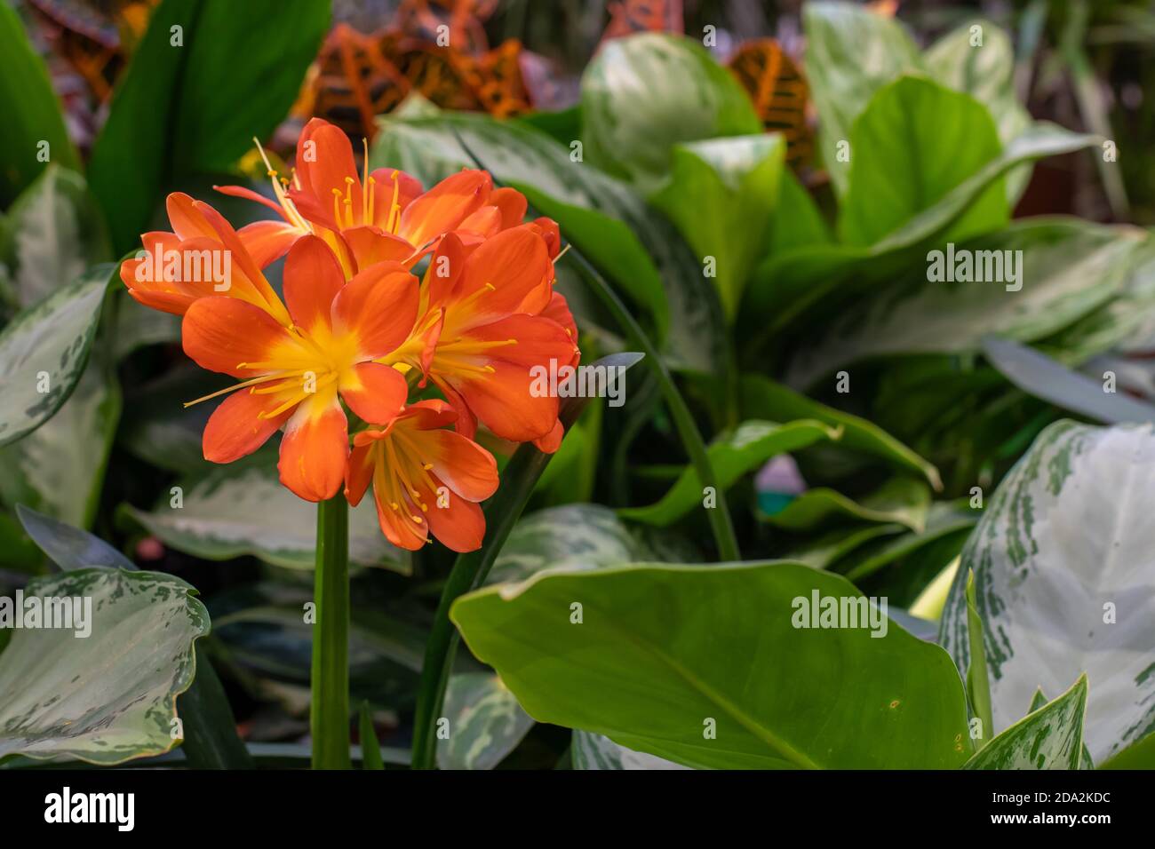 Clivia miniata fiorisce, pianta sempreverde senza stelo. Un fiore arancione  su un alto fusto di cricca amaryllis Foto stock - Alamy
