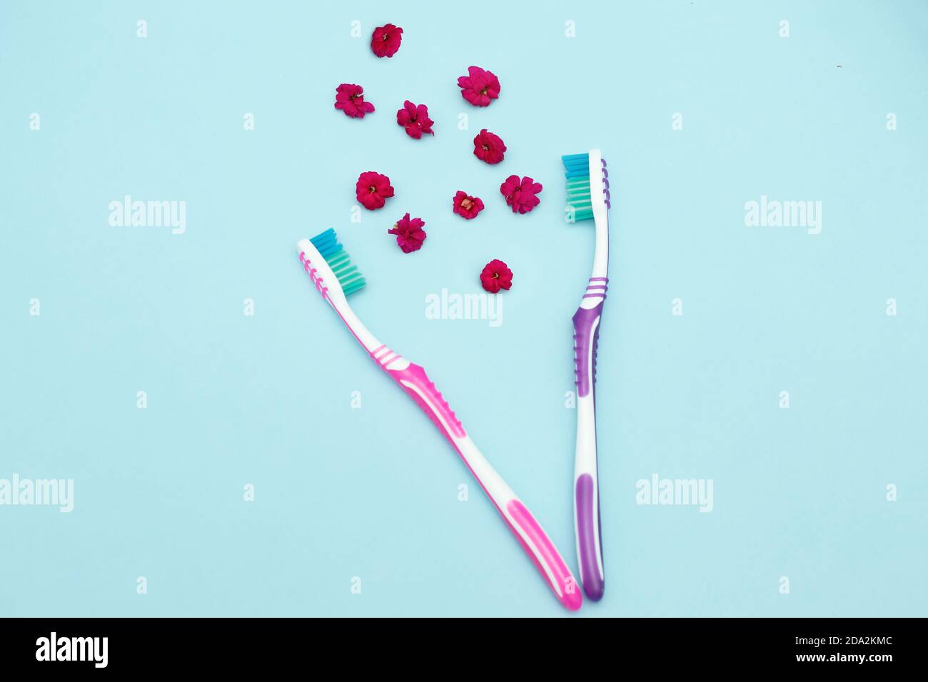 Concetto di respiro fresco. Due spazzolini da denti su sfondo blu, il rapporto di una coppia, tra loro l'aroma dei fiori su sfondo blu Foto Stock