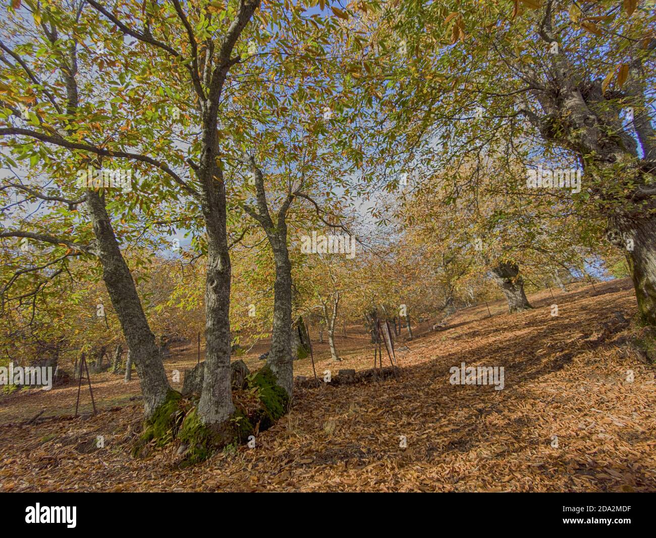 Bella stagione autunnale tra i castagni del Genal valle di Malaga Foto Stock