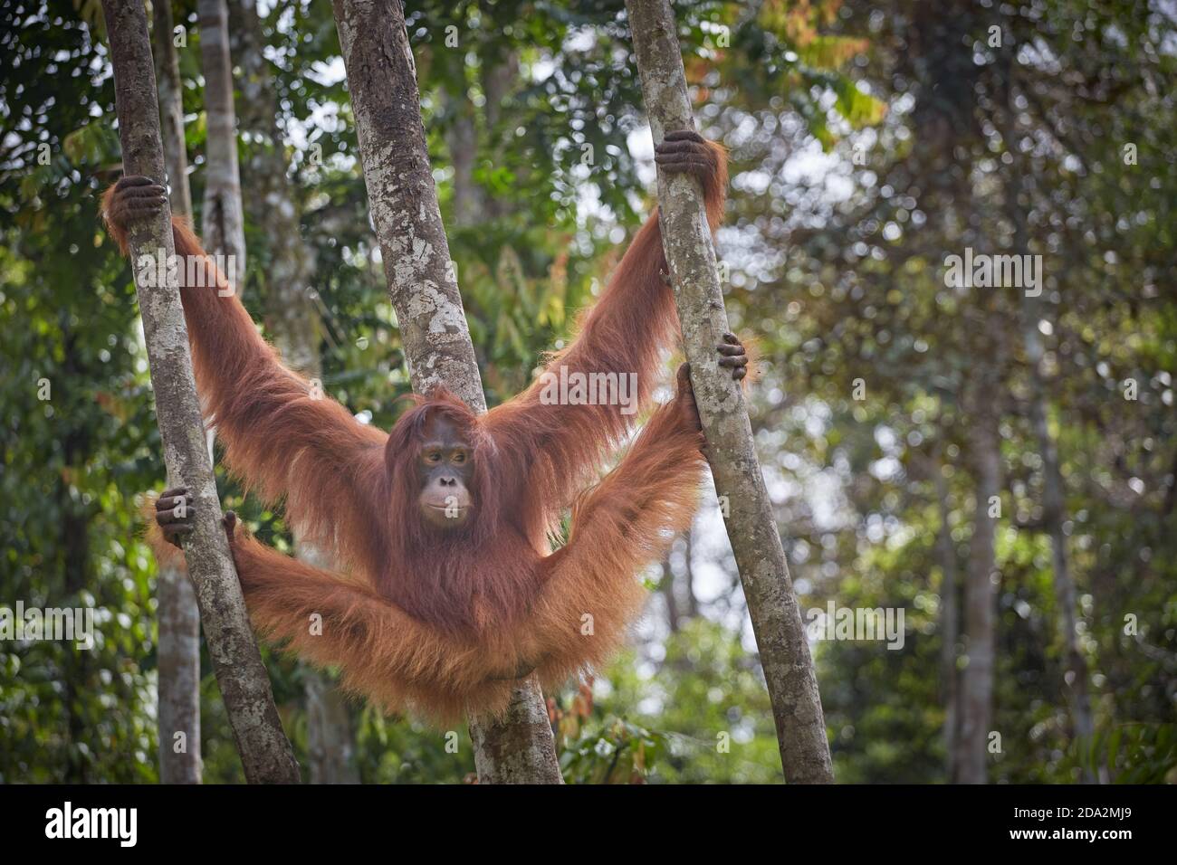 Kalimantan centrale, febbraio 2016, Pongo pygmaeus, Borneo orangutan nella giungla. Foto Stock
