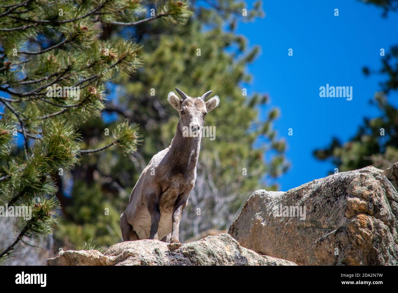 Vide questo giovane agnello di pecora su una roccia che ci sovrastava. Foto Stock