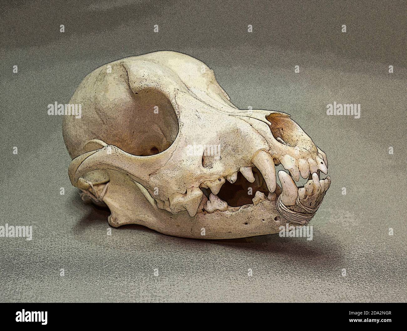 Cranio di un piccolo cane. Ossa animali per anatomia. Foto Stock