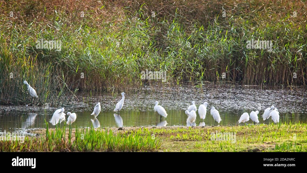 Un gregge di Little Egrets (Egretta gatzetta) che predica al bordo dell'acqua, Marazion Marsh RSPB Reserve, Cornovaglia, Inghilterra, Regno Unito. Foto Stock
